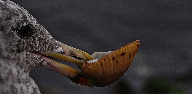 seagull with clam in mouth